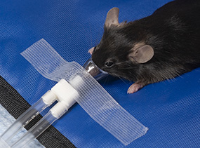 mouse receiving isoflurane anesthesia
