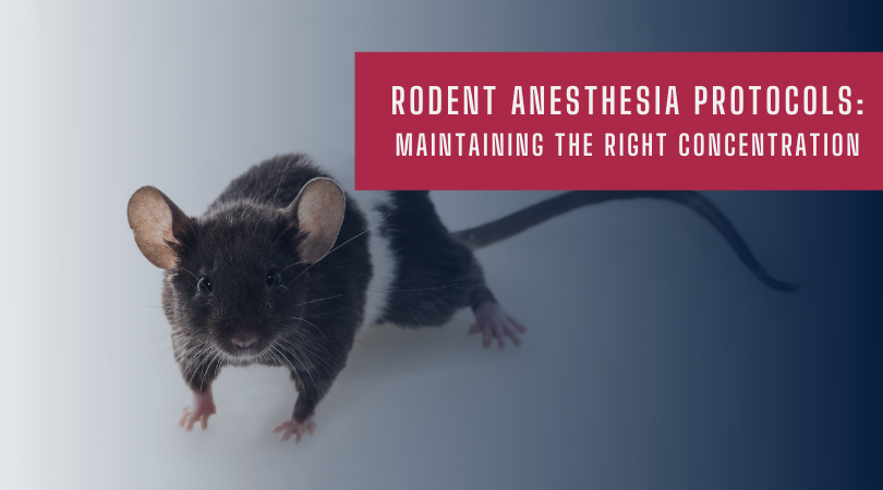 Rodent Anesthesia Protocols: Maintaining the Right Concentration