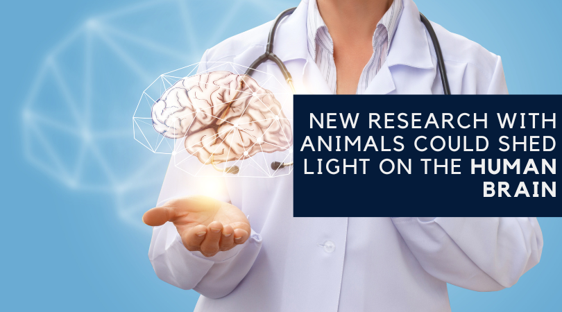 New Research with Animals Could Shed Light on the Human Brain