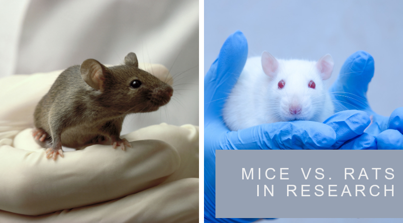 Mice vs Rats in Research: What’s the Difference?