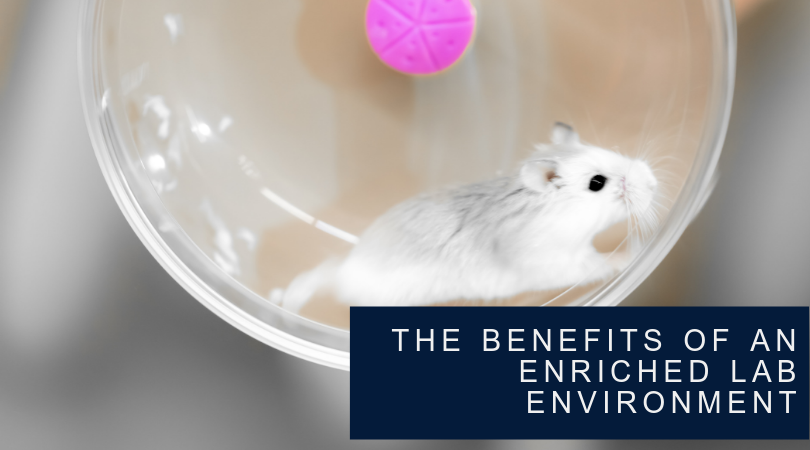 How Providing the Right Lab Environment for Research Mice Can Improve Experimental Results