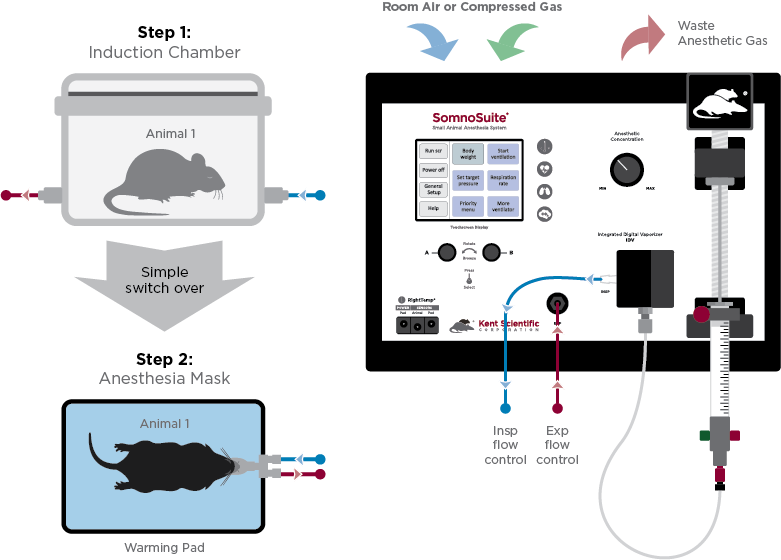 SomnoSuite Illustration