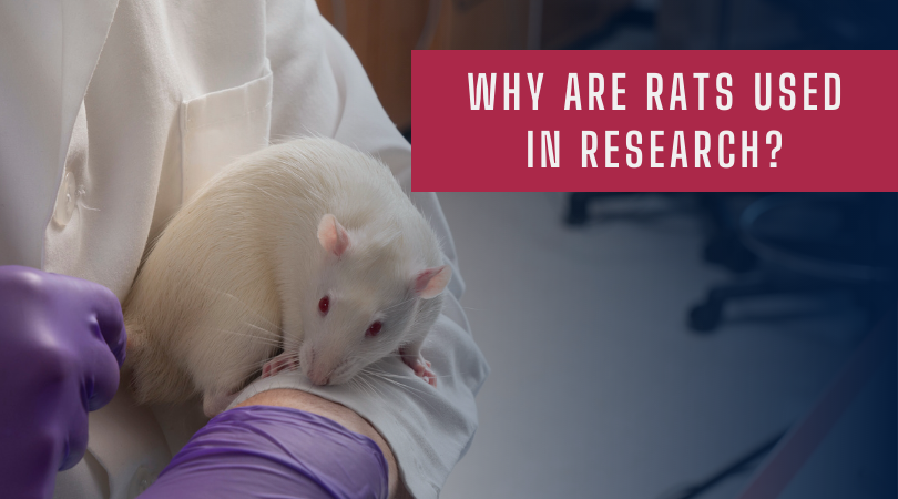 Why are Rats Used in Research? | Kent Scientific