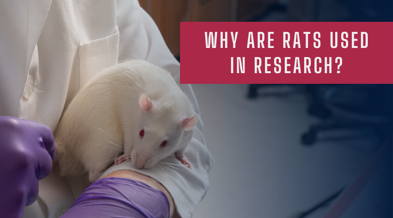 Why are Rats Used in Research?