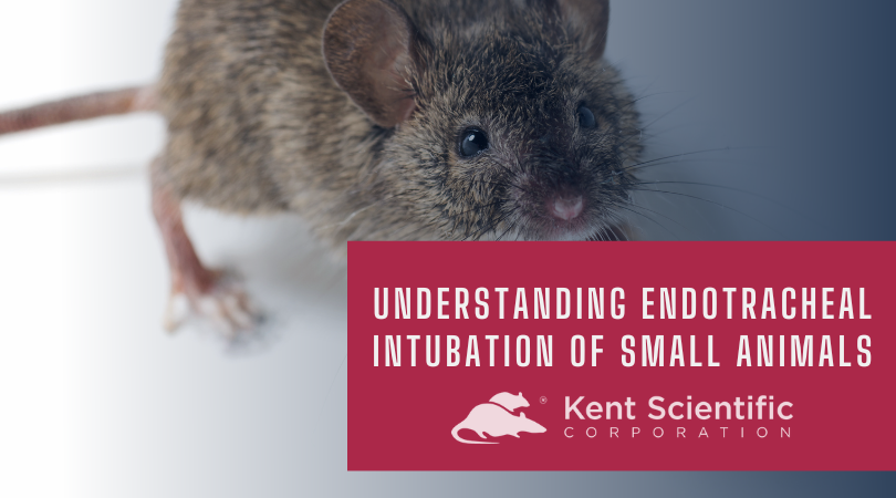 Understanding Endotracheal Intubation of Small Animals