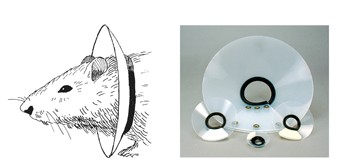 Elizabethan Collars