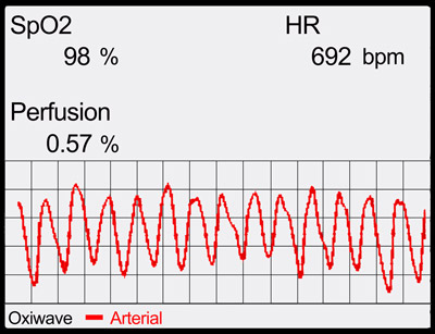 Pulse Oximeter & Mouse Heart Rate Monitor