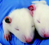 La Pias Ear Tags