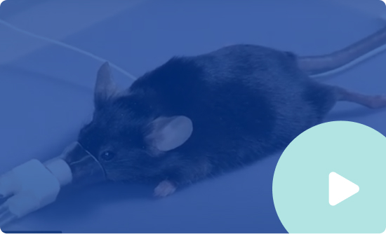 Setup and Mouse Anesthesia Protocol