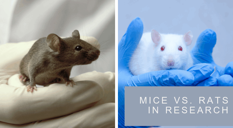 Mice vs Rats in Research: What’s the Difference?