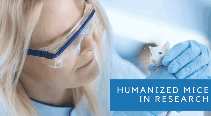 How Humanized Mice are Helping the Fight Against COVID-19 and Other Diseases