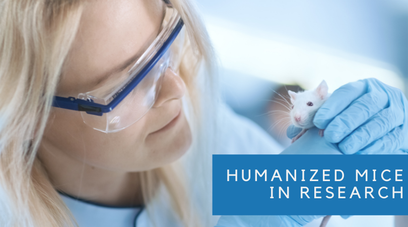 How Humanized Mice are Helping the Fight Against COVID-19 and Other Diseases
