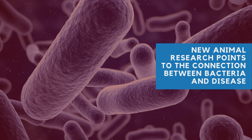New Animal Research Points to the Connection between Bacteria and Disease