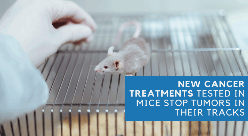 New Cancer Treatments Tested in Mice Stop Tumors in Their Tracks