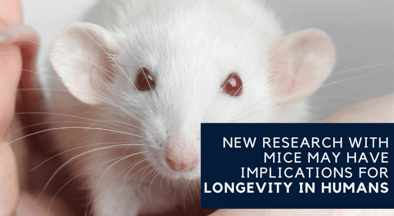 New Research with Mice May Have Implications for Longevity in Humans