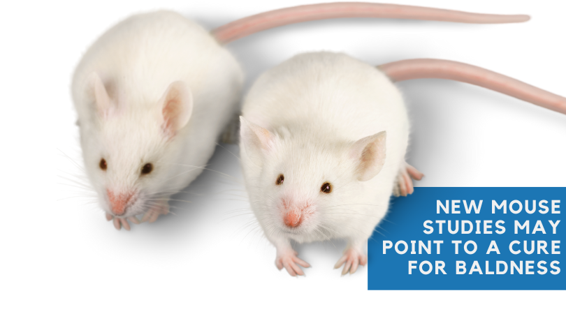 New Mouse Studies May Point to a Cure for Baldness