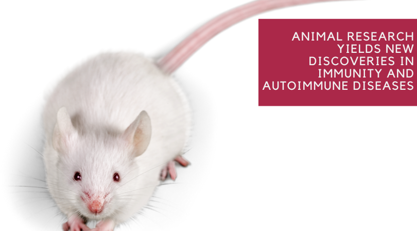 Animal Research Yields New Discoveries in Immunity and Autoimmune Diseases
