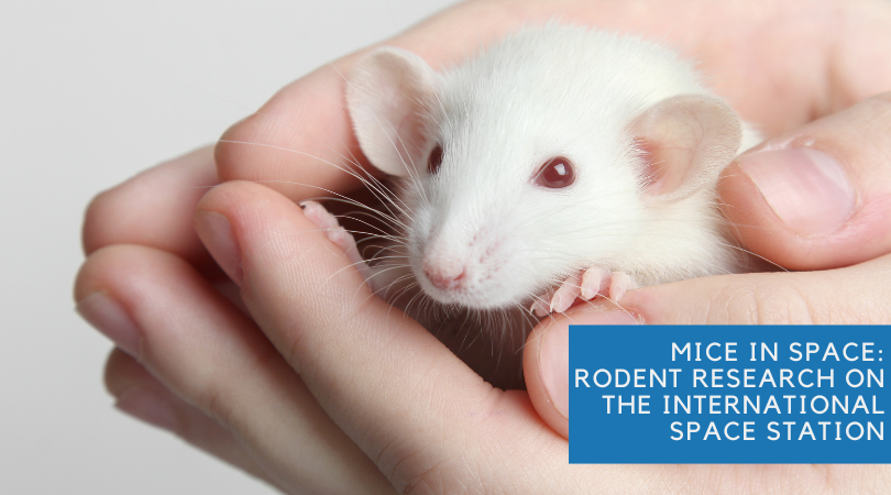 Mice in Space: Rodent Research on the International Space Station