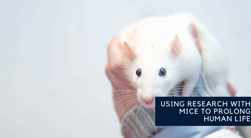 Using Research with Mice to Prolong Human Life