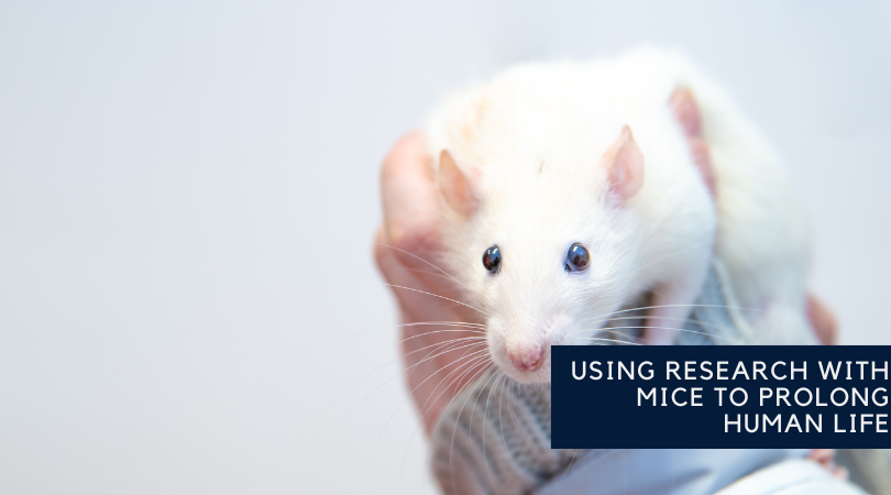 Using Research with Mice to Prolong Human Life