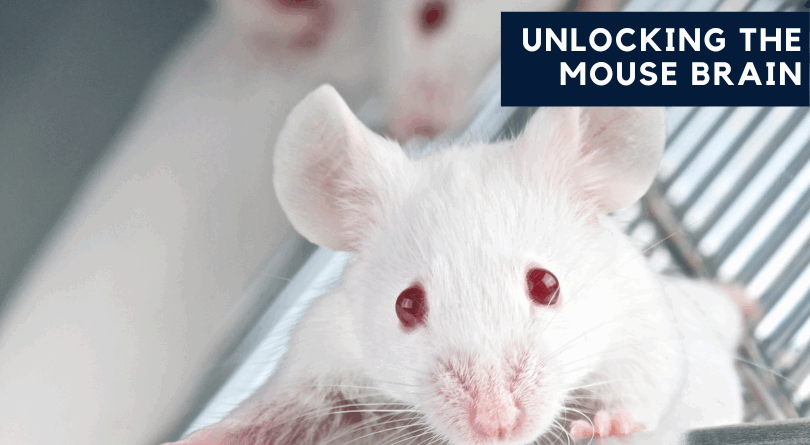 Unlocking the Mouse Brain with VR (iMRSIV)