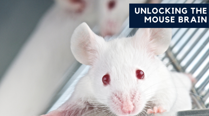 Unlocking the Mouse Brain with VR (iMRSIV)