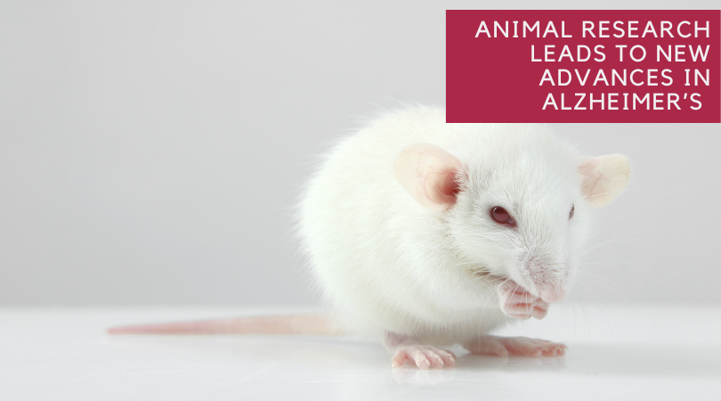 Animal Research Leads to New Advances in Alzheimer’s