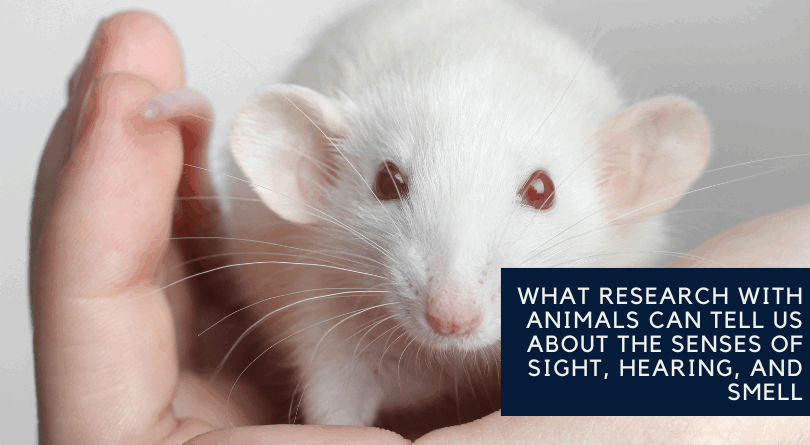 What Research with Animals Can Tell Us About the Senses of Sight, Hearing, and Smell