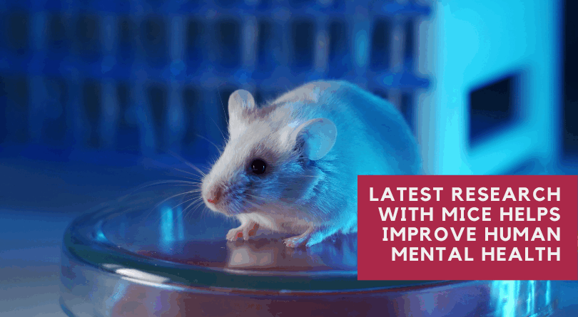 Latest Research with Mice Helps Improve Human Mental Health