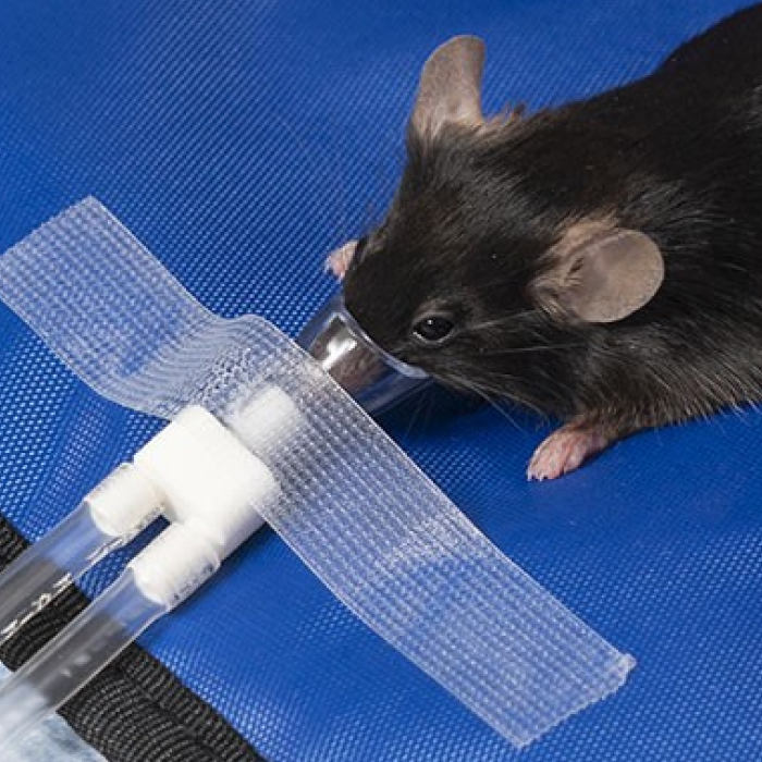 Mouse with Facemask Anesthesia