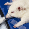 Rat with Facemask Anesthesia