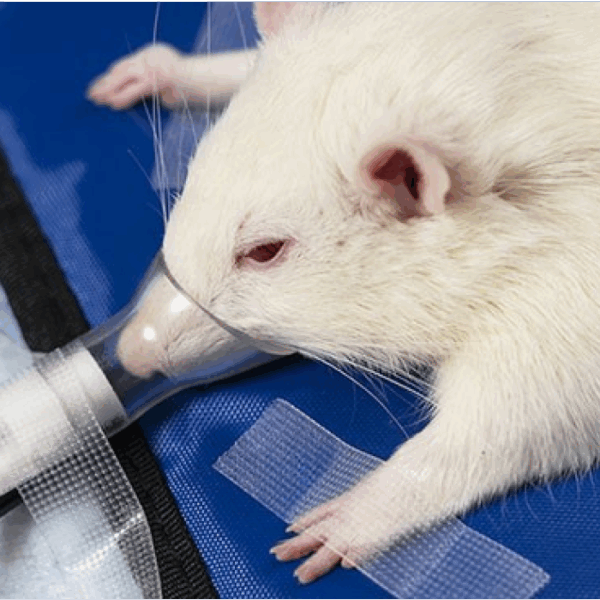 Rat with Facemask Anesthesia