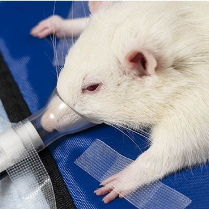 Rat with Facemask Anesthesia