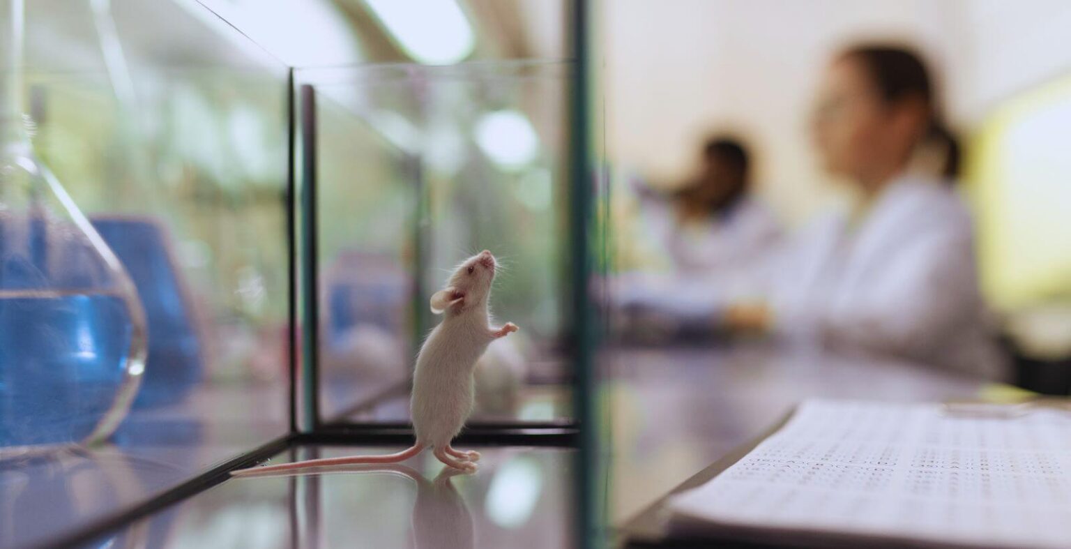 Lab Mice: A Practical Guide to Strains, Handling, Housing, and Procedures