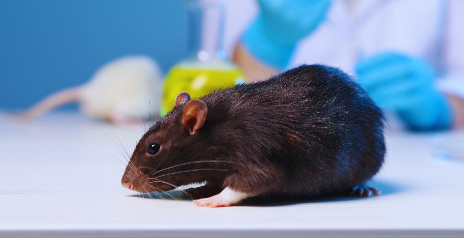 The True Cost of Rodent Anesthesia