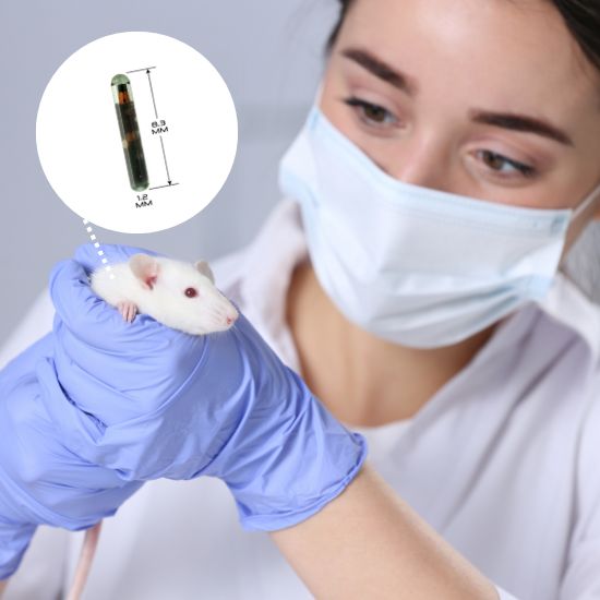 animal handler resarch scientist working with a mouse uid rfid animal identification monitoring