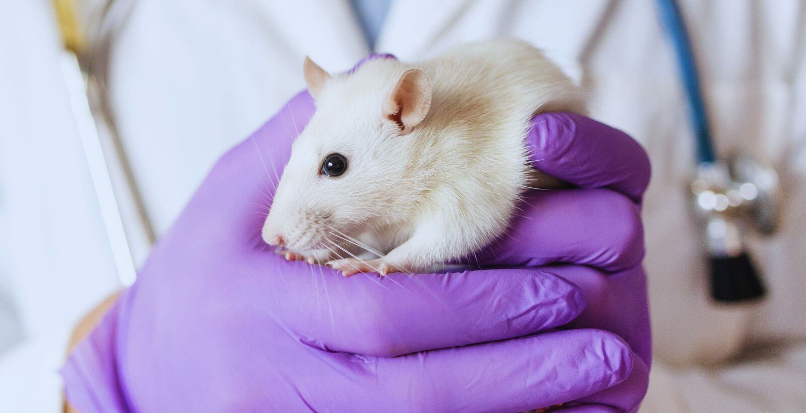 How to Choose an Animal Anesthesia System