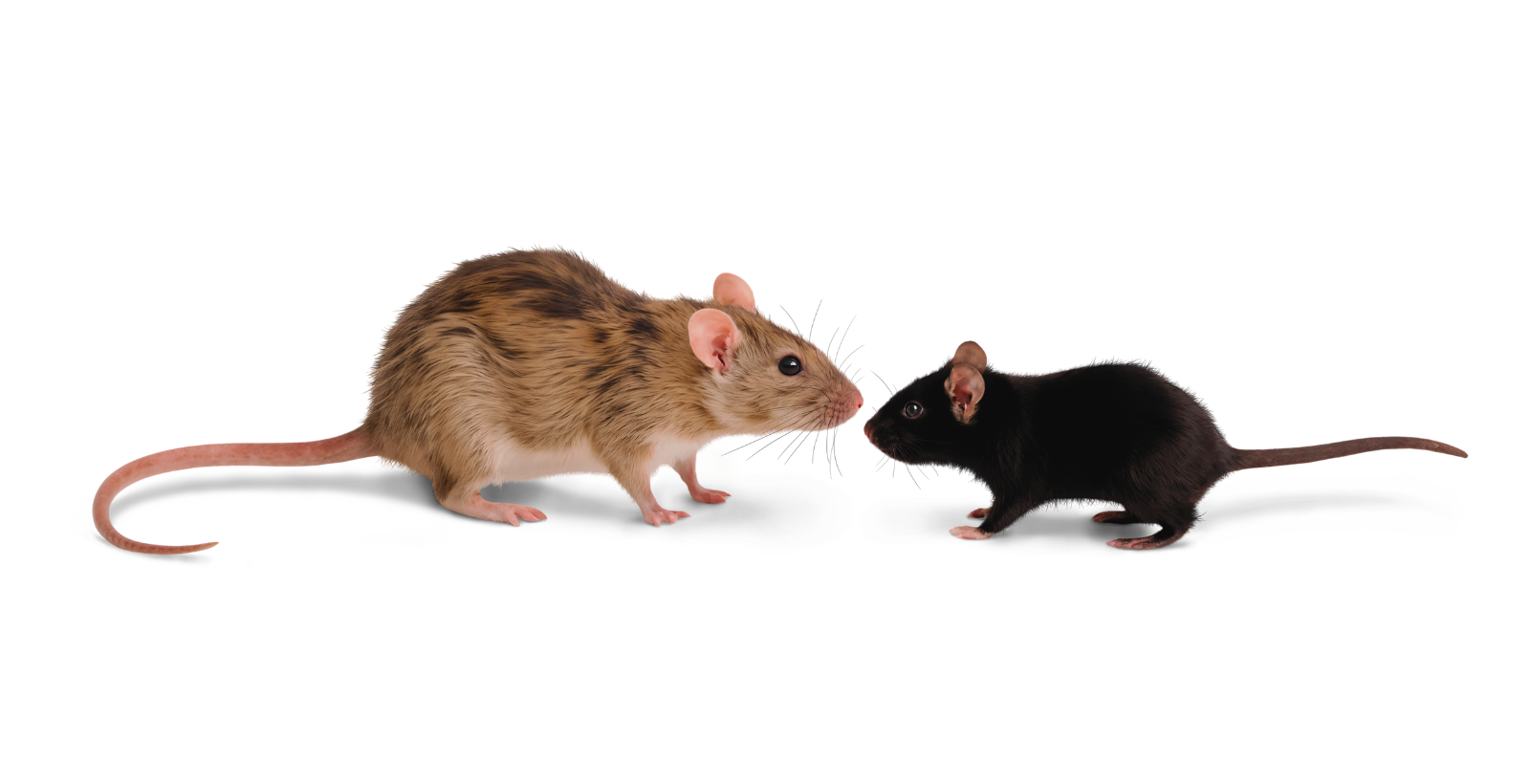A rat on the left and mouse on the right standing almost nose to nose in comparison.