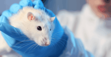 Whit rat being held by a scientist wearing blue gloves