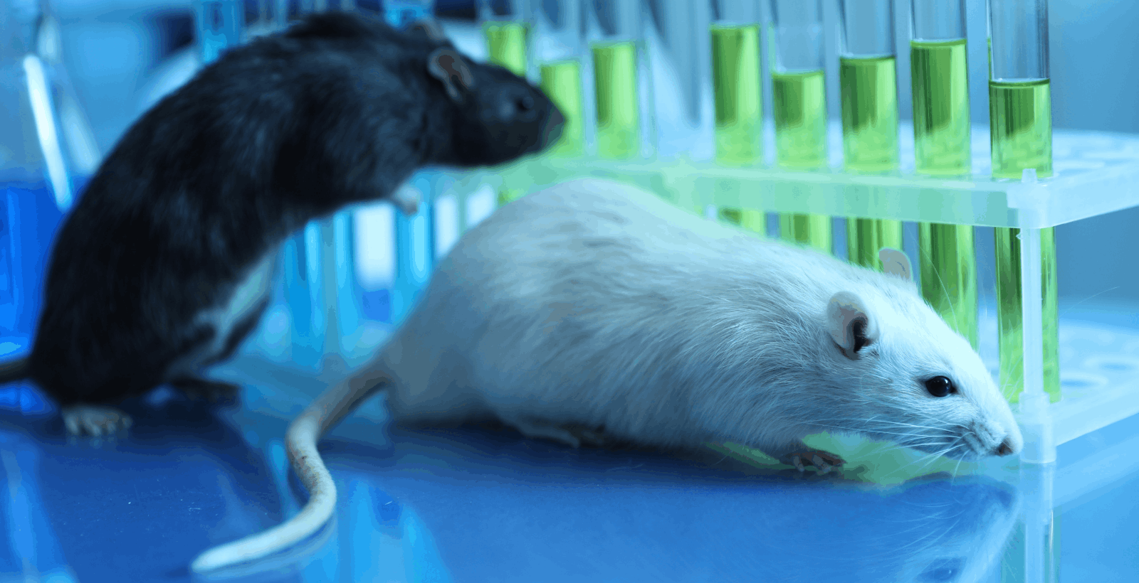 Two rats in a laboratory one black one white with test tubes in the background. The whit rats tail is prominent in the image.