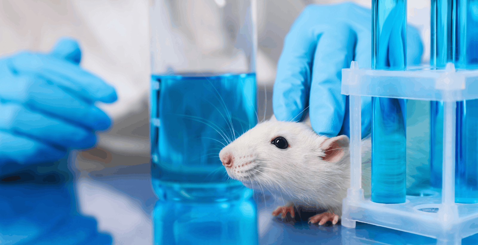 The Animal Remembers the Workflow: Why Cumulative Experience Belongs in Study Design